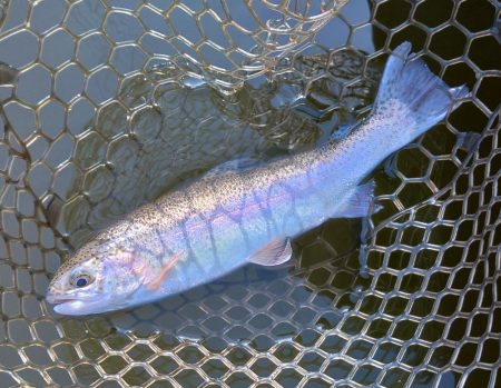 スタートダッシュは決めたが…大安トラウトレイク